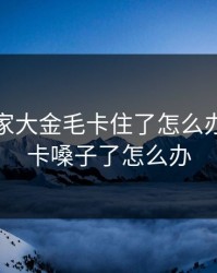 我和我家大金毛卡住了怎么办，金毛卡嗓子了怎么办